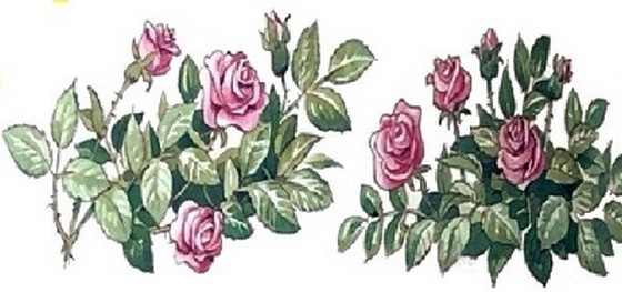 324_rozov_hrast.jpg 324_rozov_hrast.jpg