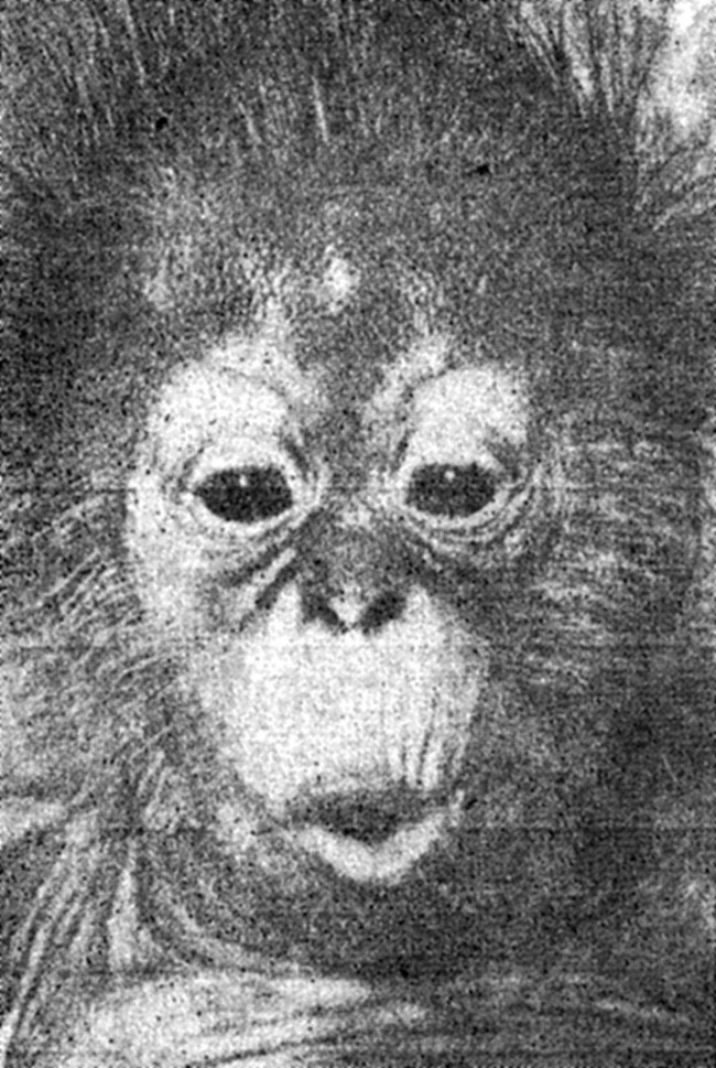 Фиг.1. Така изглежда зеленоглавата африканска маймуна. f01_zelenoglava_majmuna.jpg