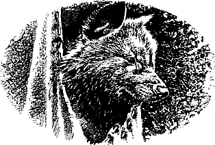 vulchi_brat-009.png vulchi_brat-009.png