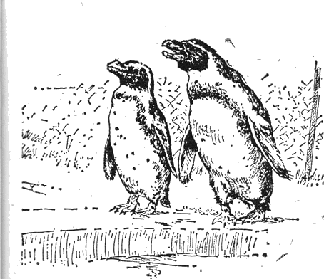 colobus_13.png colobus_13.png