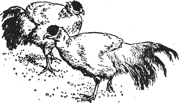 colobus_14.png colobus_14.png