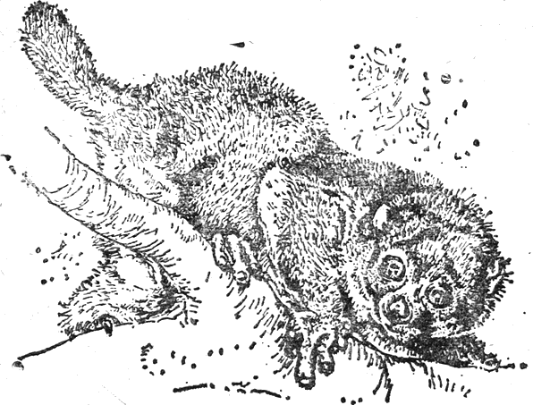 colobus_17.png colobus_17.png