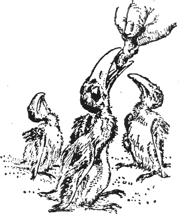 colobus_18.png colobus_18.png