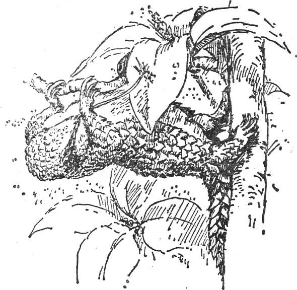 colobus_19.png colobus_19.png