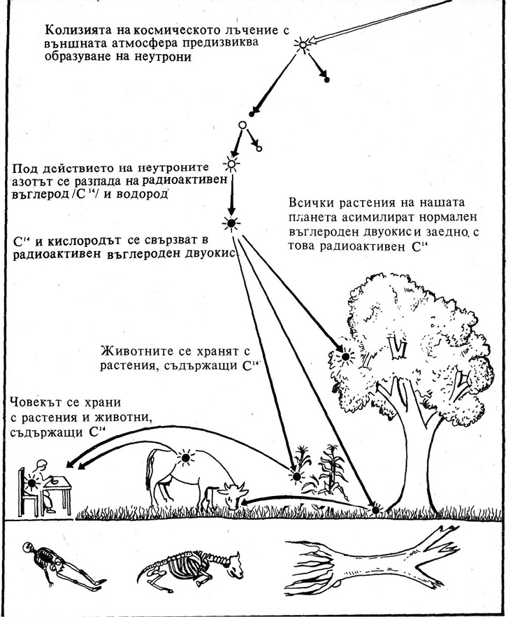 Схема на въздействието на въглерод С14 върху всички органични материи. shema_c14_zhivot.jpg