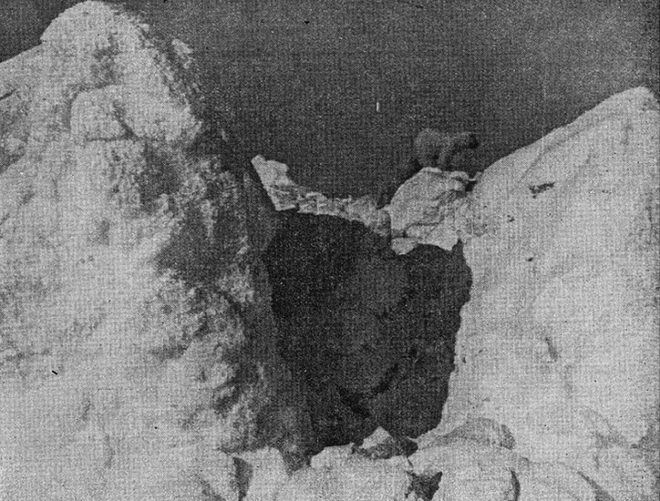 Тороси! Интересно. karaslavov_1.jpg