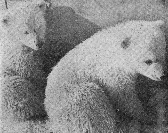 Добро утро! karaslavov_4.jpg